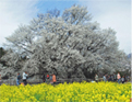 一心行の大桜